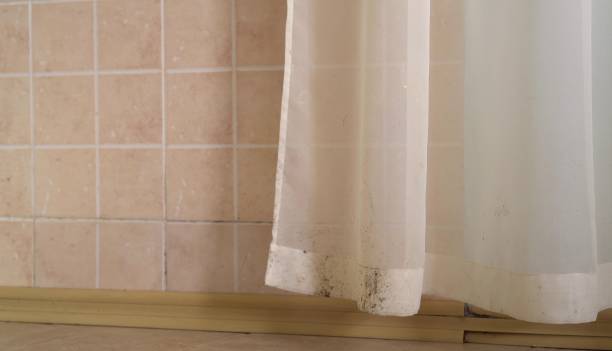 Best Basement Mold Removal  in Placerville, CA