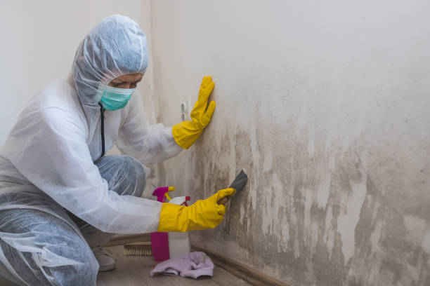 Best Attic Mold Removal  in Placerville, CA